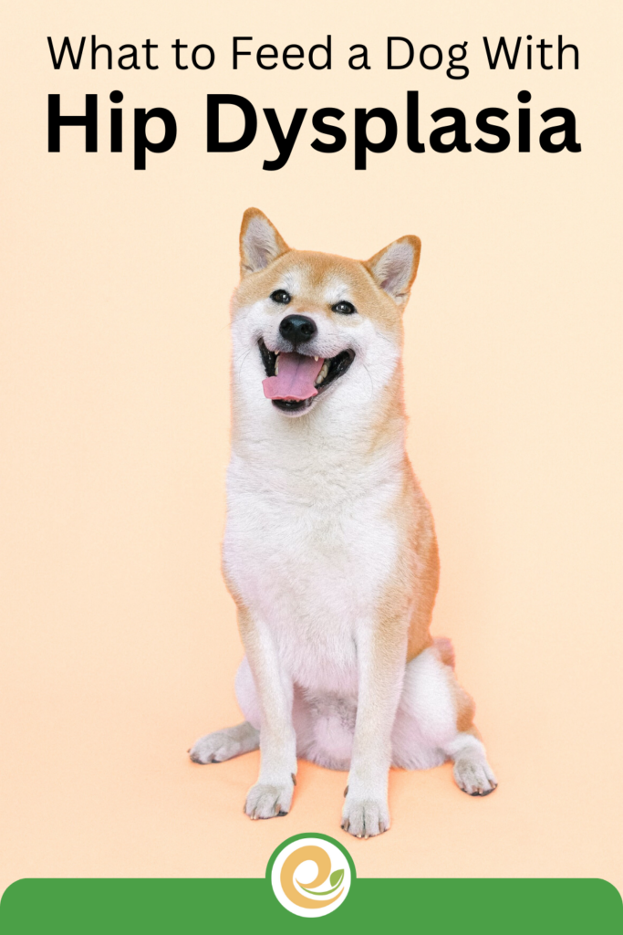 What to Feed a Dog with Hip Dysplasia Evanger's Dog & Cat Food Co., Inc.