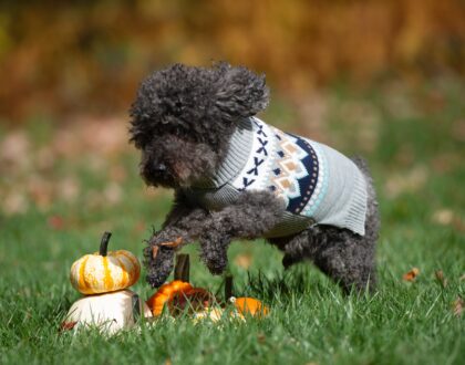 A Pet-Friendly Thanksgiving Feast with Evanger’s Pet Foods