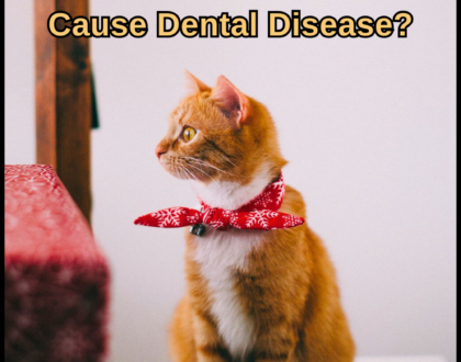 Cat Food Myths: Does Canned Food Cause Dental Disease?