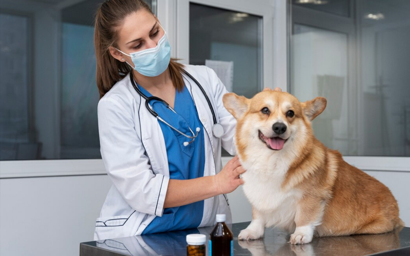 A Natural Approach to Relieving Urinary Tract Infections in Pets