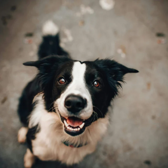 A black and white dog with a fluffy coat looks up at the camera with an open mouth, appearing to smile, sitting on a concrete surface.