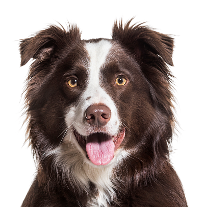 A brown and white dog with medium-length fur sits facing forward, mouth open and tongue out, against a plain white background.