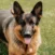 A German Shepherd dog with a collar and tag sits on green grass, facing the camera with its mouth open and tongue out.