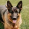 A German Shepherd dog with a collar and tag sits on green grass, facing the camera with its mouth open and tongue out.