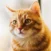 Close-up of an orange tabby cat with green eyes, looking slightly to the left, against a softly blurred background.