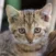 Close-up of a tabby kitten with light brown fur and dark stripes, looking directly at the camera.
