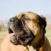 A brown mastiff dog with eyes closed and mouth open, standing outdoors in bright sunlight.
