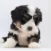 A fluffy black, white, and brown puppy lies on a white background, looking slightly to the side.