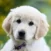 A golden retriever puppy with light fur and a purple collar sits outdoors on green grass, looking directly at the camera.