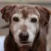 Close-up of an older brown dog with white fur around its nose, mouth, and eyes, looking directly at the camera.