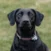 A black Labrador retriever wearing a brown collar sits on grass, looking directly at the camera.