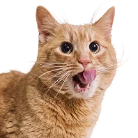 An orange tabby cat with wide eyes is licking its nose with its tongue against a plain white background.