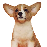 A brown and white corgi puppy with large ears sits facing forward against a plain white background.