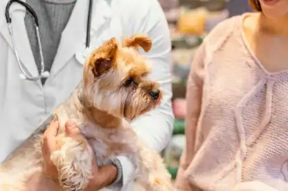 A veterinarian holding a small dog while a woman in a pink sweater stands nearby in a clinic setting.