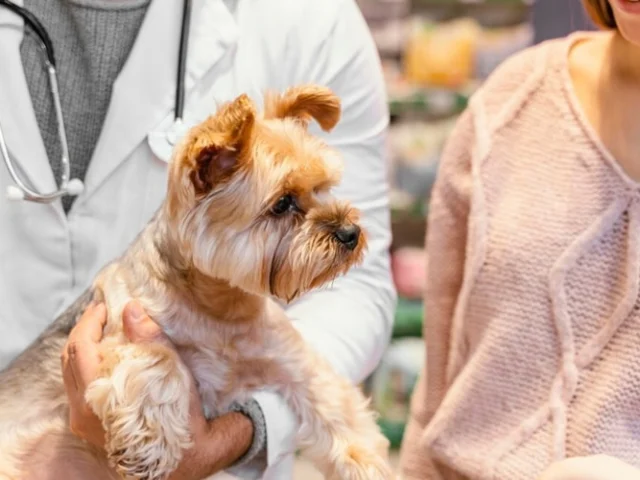 A veterinarian holding a small dog while a woman in a pink sweater stands nearby in a clinic setting.