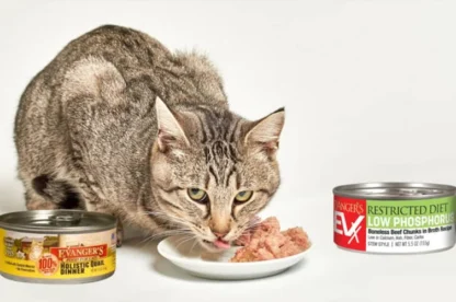 A tabby cat eats wet food from a plate, with two cans of Evanger’s cat food placed on either side of the plate.