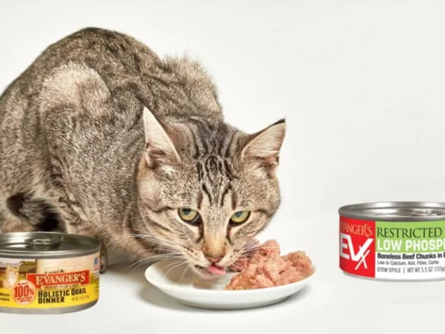 A tabby cat eats wet food from a plate, with two cans of Evanger’s cat food placed on either side of the plate.