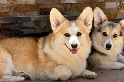 Two corgis are lying on the ground in front of a stone wall, one with a tan and white coat and the other with a black and tan coat.