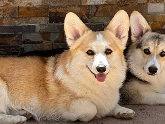 Two corgis are lying on the ground in front of a stone wall, one with a tan and white coat and the other with a black and tan coat.