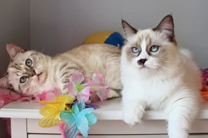 Two fluffy cats with blue eyes are lying on a white surface decorated with colorful artificial flowers.