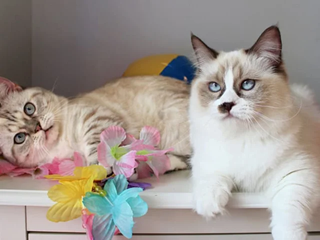 Two fluffy cats with blue eyes are lying on a white surface decorated with colorful artificial flowers.