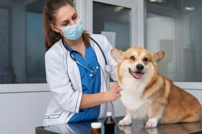 A veterinarian wearing a mask examines a corgi sitting on an exam table with medicine bottles nearby.