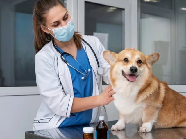 A veterinarian wearing a mask examines a corgi sitting on an exam table with medicine bottles nearby.