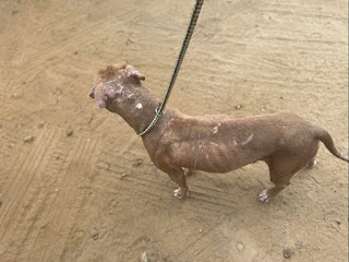 Rescued Pitbull