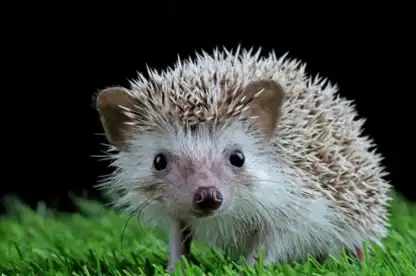 A hedgehog with white and brown spines stands on green grass against a black background, facing the camera.