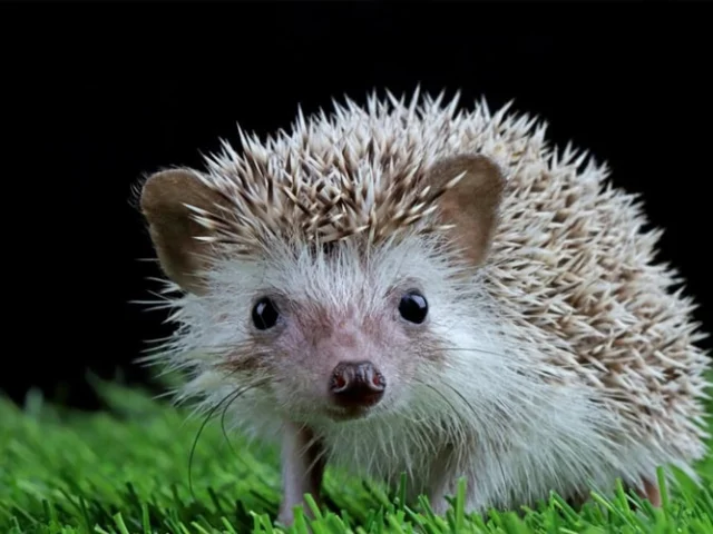A hedgehog with white and brown spines stands on green grass against a black background, facing the camera.