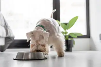 Small dog with light fur eating from a metal bowl on a floor indoors, with a green plant and large window in the background.
