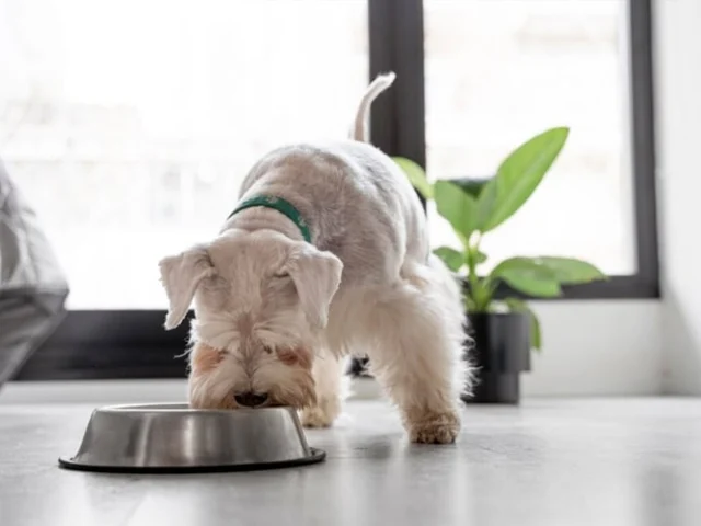 Small dog with light fur eating from a metal bowl on a floor indoors, with a green plant and large window in the background.