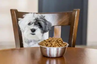 A small black and white dog sits on a chair behind a table with a metal bowl filled with dry dog food.