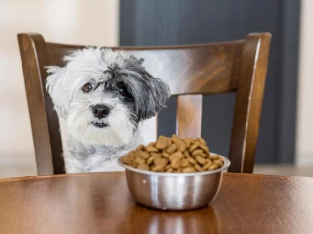 A small black and white dog sits on a chair behind a table with a metal bowl filled with dry dog food.