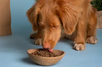 A brown dog is licking dry kibble from a wooden bowl on a light blue surface.