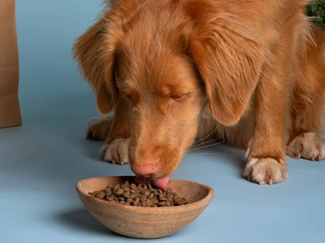A brown dog is licking dry kibble from a wooden bowl on a light blue surface.