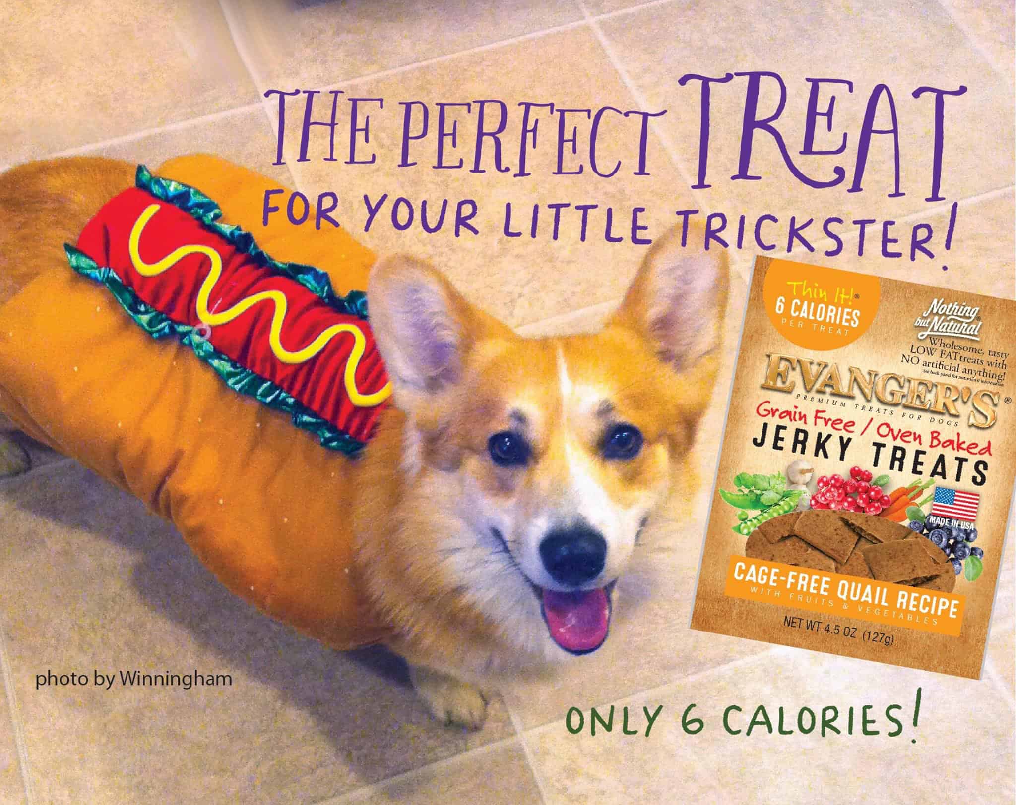 A photo of a corgi dressed as a hot dog for Halloween