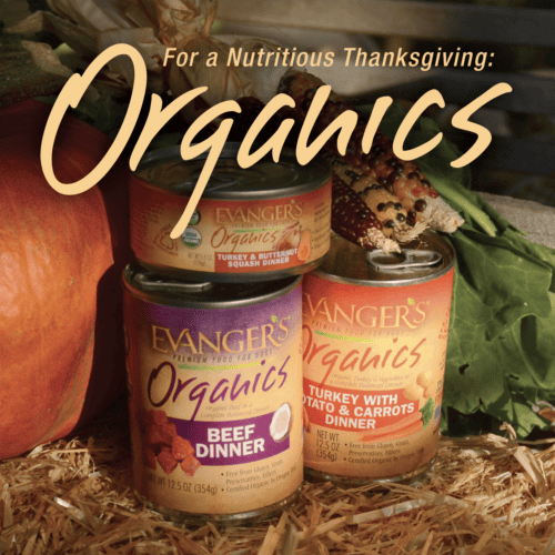 Organic Turkey & Butternut Squash Dinner for Cats - Case of 24 - Image 3