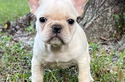 A small, light-colored French Bulldog puppy stands on grass in front of a tree, looking directly at the camera.