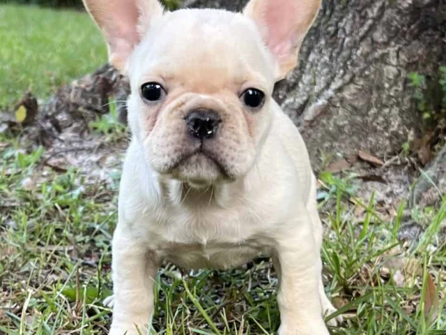 A small, light-colored French Bulldog puppy stands on grass in front of a tree, looking directly at the camera.