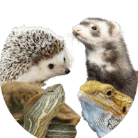 A hedgehog, a ferret, a turtle, and a bearded dragon are grouped together against a white background.