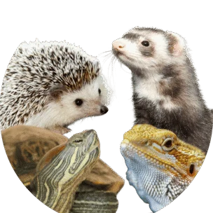 A hedgehog, a ferret, a turtle, and a bearded dragon are grouped together against a white background.
