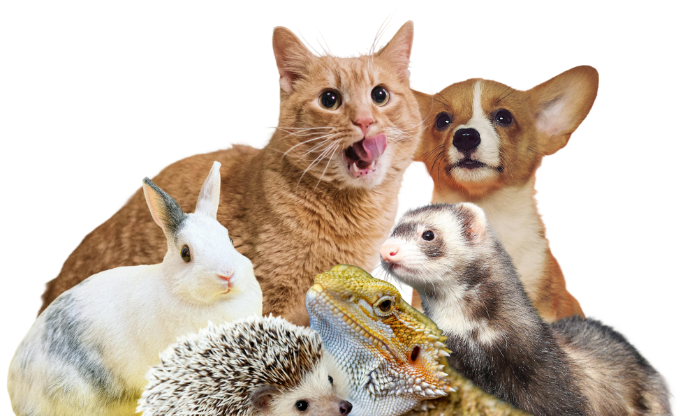 A group of pets including a cat, dog, rabbit, ferret, hedgehog, and lizard sitting close together against a white background.