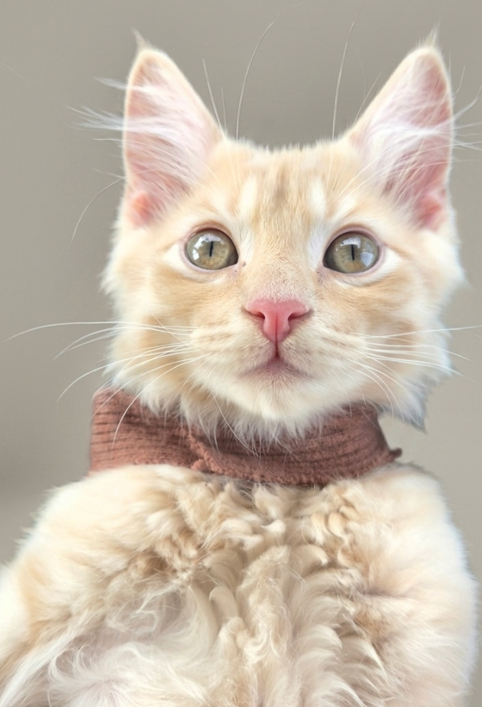 Fluffy light orange cat with pink nose and big green eyes, wearing a brown collar, looking directly at the camera against a neutral background.
