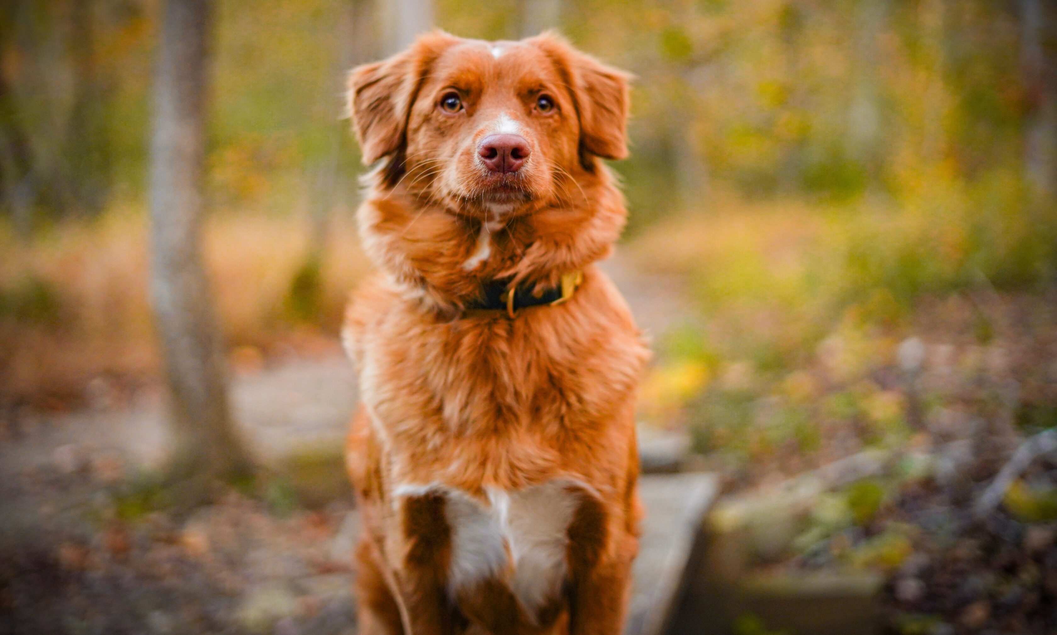 A brown dog with a white chest sits outdoors on a wooden path, surrounded by blurred trees and autumn foliage.