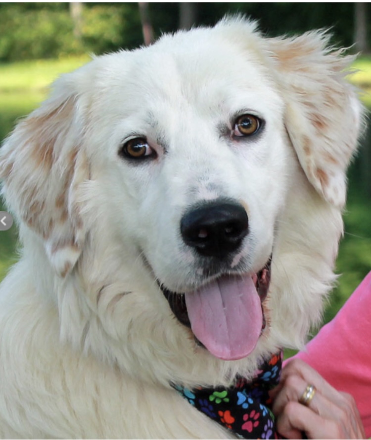 Large white dog with light brown spots on ears, mouth open and tongue out, wearing a colorful paw print bandana, with a person’s hand visible on the right.