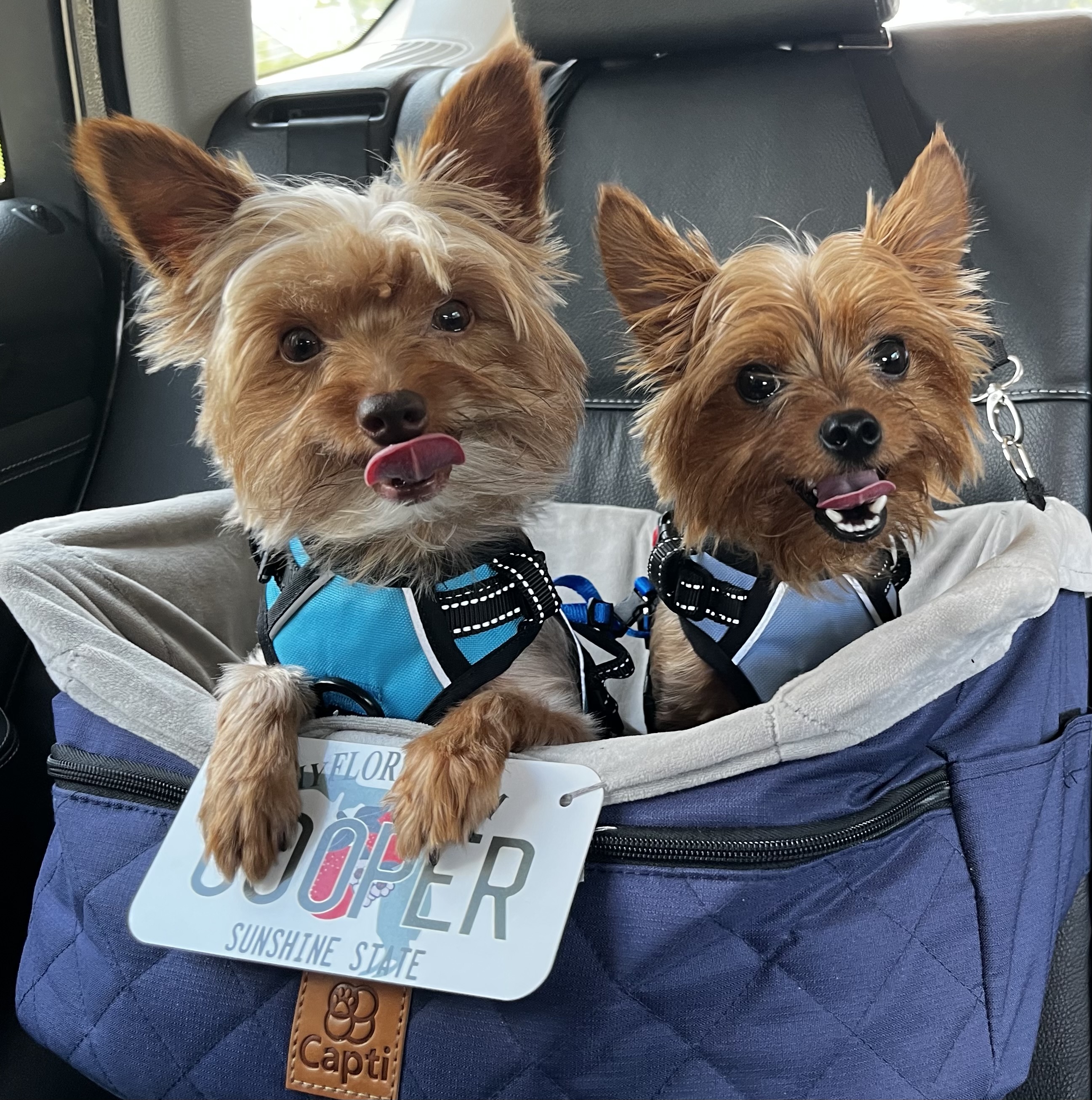 Two small brown dogs sit in a car booster seat, both wearing harnesses. One has its tongue out, and a novelty Florida license plate reading “COOPER” hangs in front.