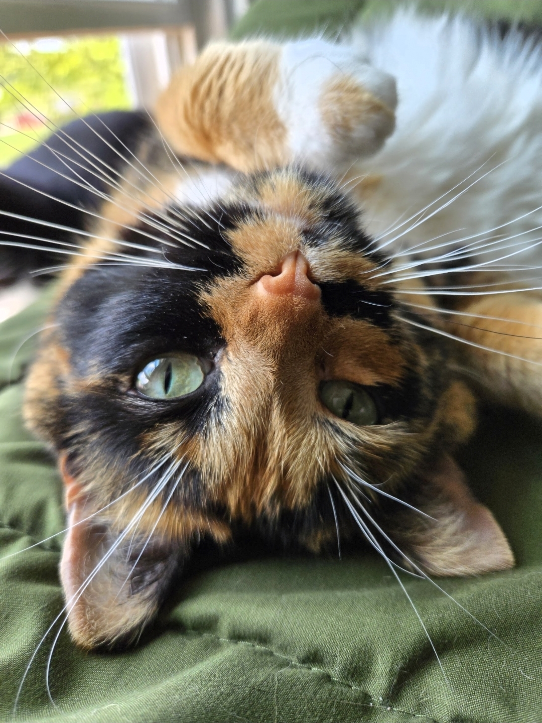 A calico cat lying on its back with its head upside down.