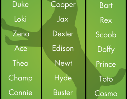 Amazing Names for Male Dogs