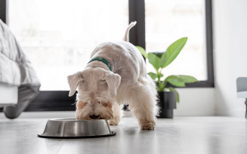 Where to Find Gourmet/Holistic Pet Food